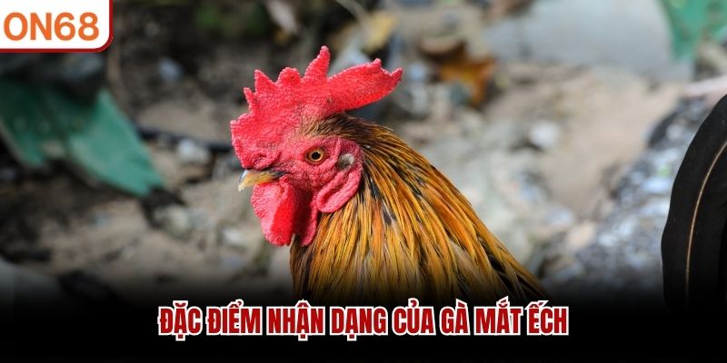 Đặc điểm nhận dạng của gà mắt ếch